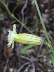 Silene douglasii