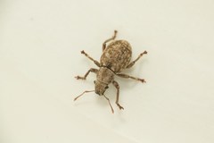 Strophosoma capitatum