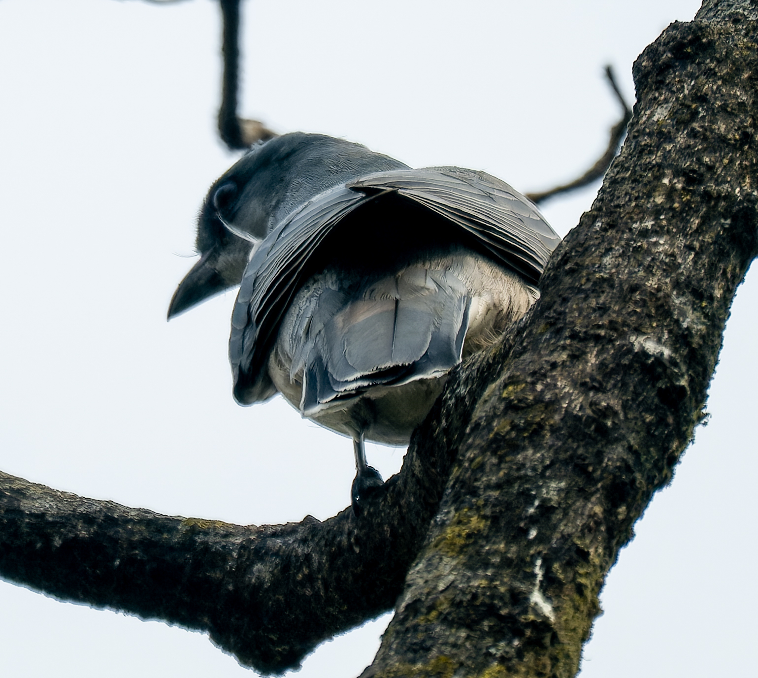 Oriental Cuckooshrike