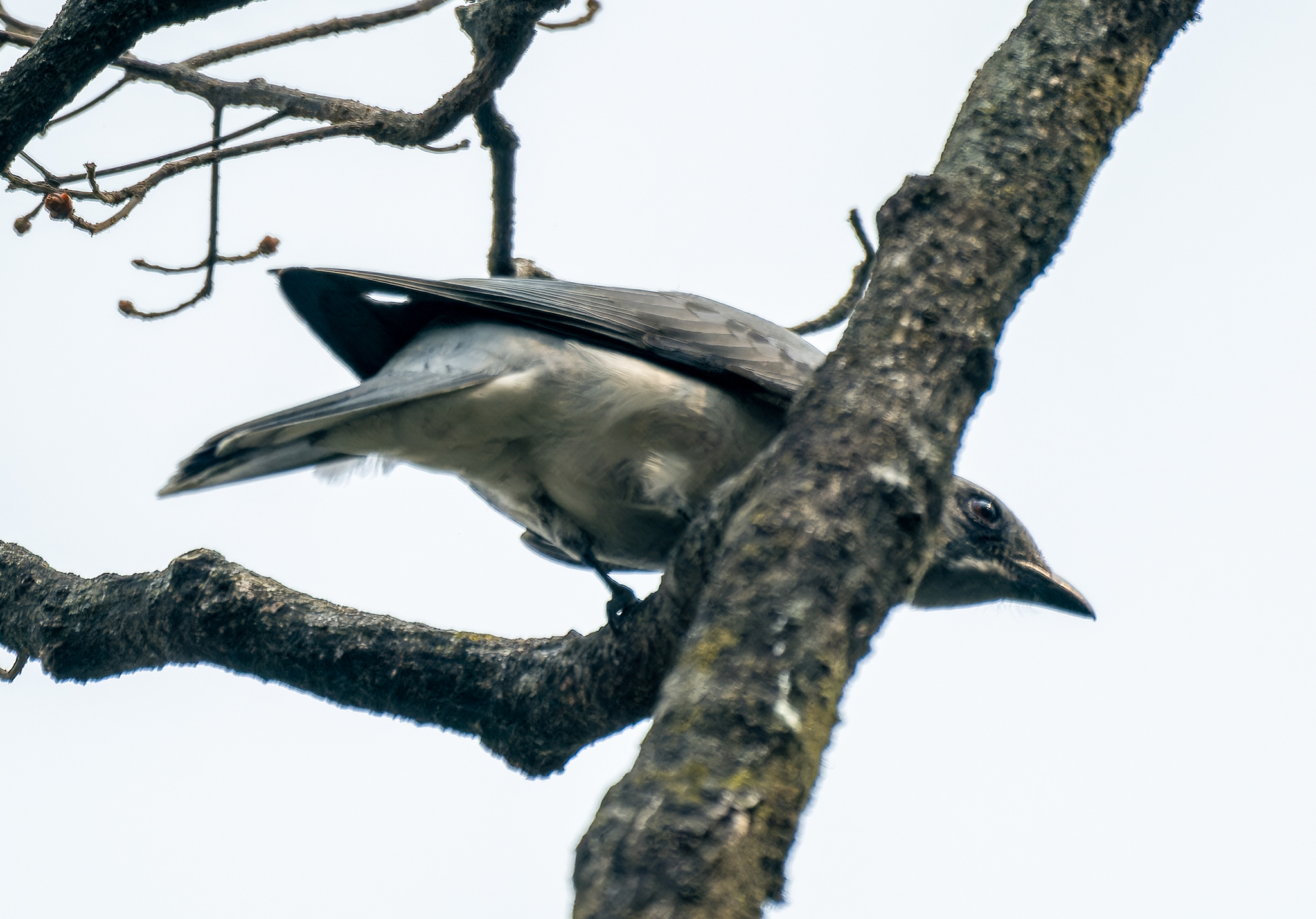 Oriental Cuckooshrike