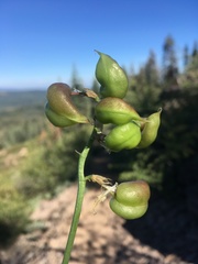Astragalus bolanderi