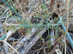 Foeniculum vulgare