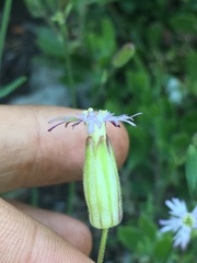 Silene grayi