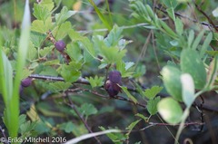 Ribes uva-crispa