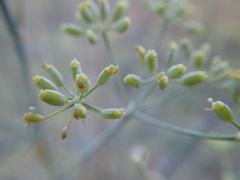 Foeniculum vulgare