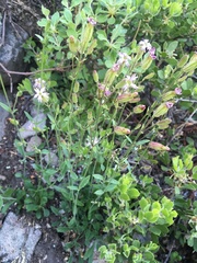 Silene grayi
