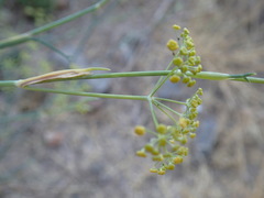 Foeniculum vulgare