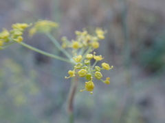 Foeniculum vulgare