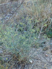 Foeniculum vulgare