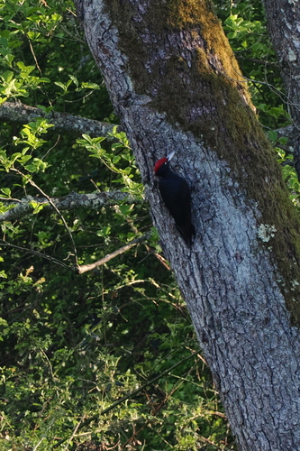 Black Woodpecker