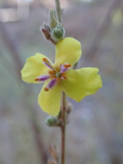 Verbascum sinuatum