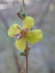 Verbascum sinuatum