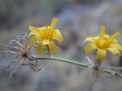Chondrilla juncea
