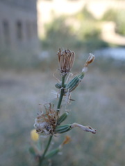 Chondrilla juncea