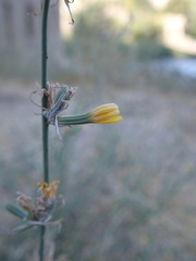 Chondrilla juncea