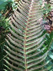 Polystichum imbricans curtum