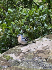 Madeiran Chaffinch