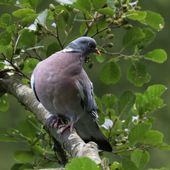 Columba palumbus