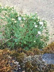 Ageratina shastensis