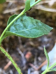Ageratina shastensis