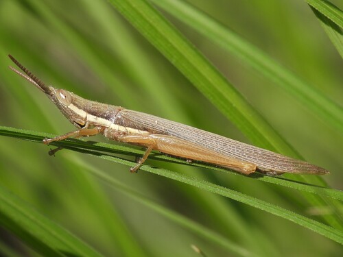 Cattail Toothpick Grasshopper photo 4