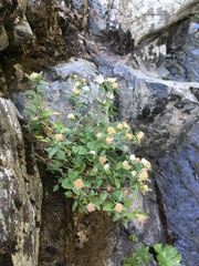 Ageratina shastensis
