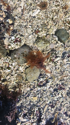 Gloiosiphonia verticillaris observed 2025-05-04