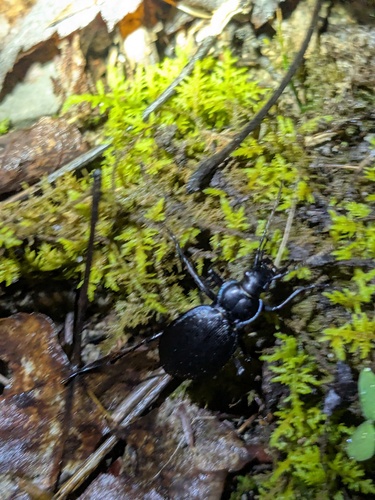 Carabus goryi photo 4