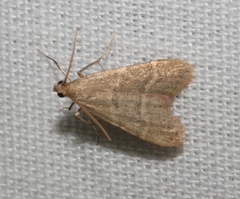 Arta epicoenalis