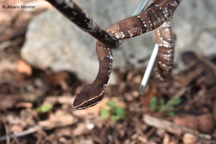 Agkistrodon russeolus