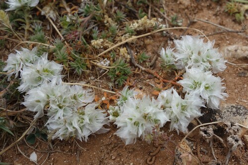 Paronychia capitata, photograph 5