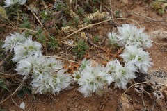 Paronychia capitata, photograph (c) Clément Maouche, some rights reserved (CC BY)