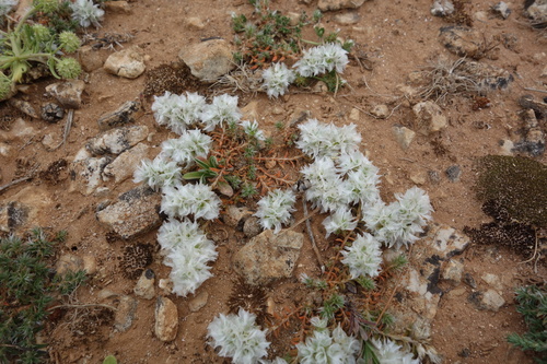Paronychia capitata, photograph 6