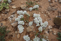Paronychia capitata, photograph (c) Clément Maouche, some rights reserved (CC BY)