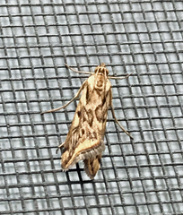 Loxostege cereralis