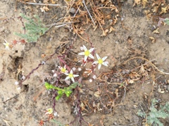 Dudleya blochmaniae blochmaniae