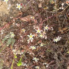 Dudleya blochmaniae blochmaniae