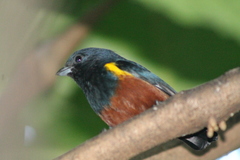 Euphonia pectoralis