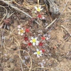 Dudleya blochmaniae blochmaniae
