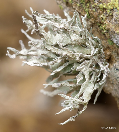 Armored Sea-Fog Lichen