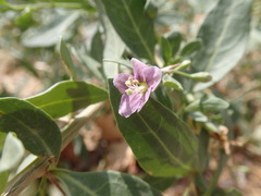 Lycium barbarum