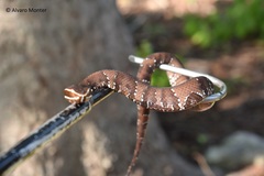 Agkistrodon russeolus