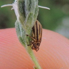 Ophraella notata