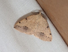 Drepanulatrix bifilata