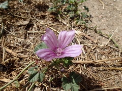 Malva sylvestris