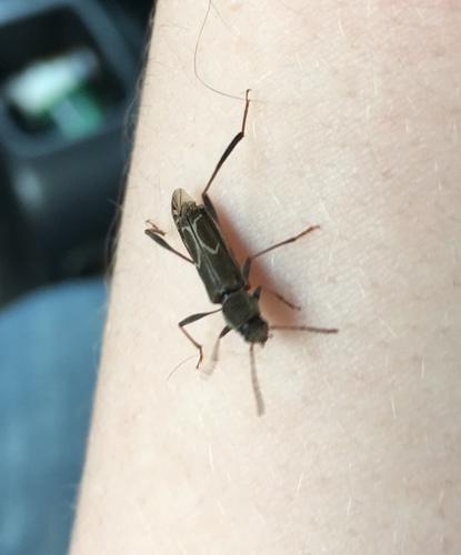 Neoclytus unicolor