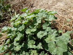 Malva sylvestris