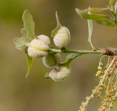 Neuroterus quercicola