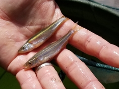 Clinostomus elongatus