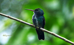 Trochilidae
